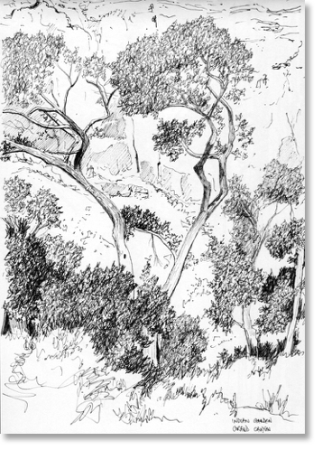 Indian Garden, Grand Canyon
14 x 20 cm